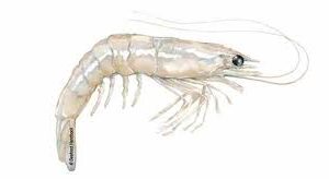 CHINESE WHITE SHRIMP