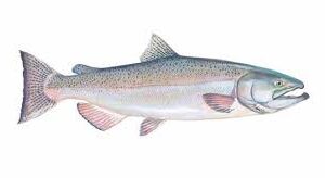 CHINOOK SALMON