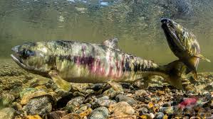 CHUM SALMON