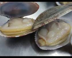 FROZEN BOILED VACCUM FRESH CLAM