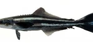 Cobia
