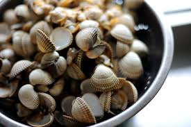 COCKLE