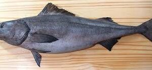 Sablefish