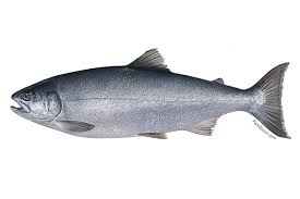 Coho salmon