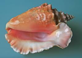 Conch