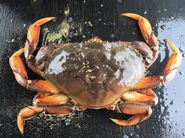 DUNGENESS CRAB