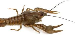 Crayfish