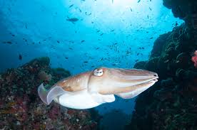 Cuttlefish