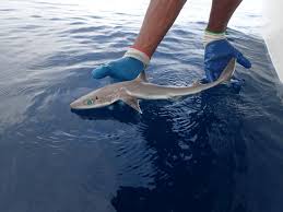 DOGFISH