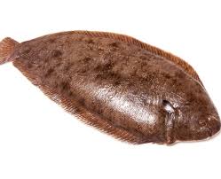 DOVER SOLE
