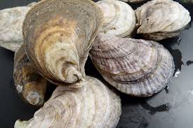 Eastern oyster