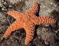 ECHINODERMS