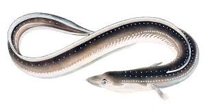 EEL