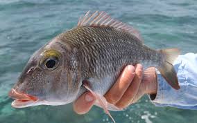 EMPEROR FISH