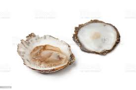 EUROPEAN OYSTER
