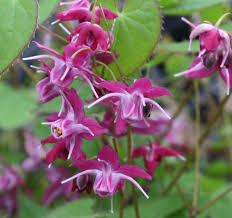 EPIMEDIUM EXTRACT