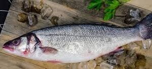 EUROPEAN SEA BASS