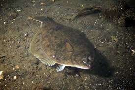 Flounder