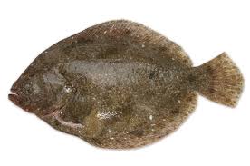 FLATFISH