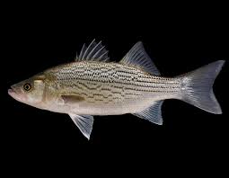 HYBRID STRIPED BASS