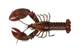 American lobster