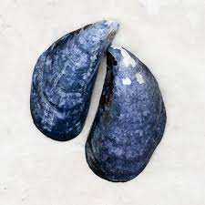 BLUE MUSSEL