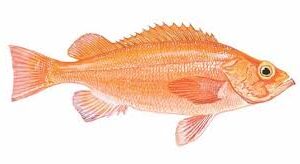 ATLANTIC OCEAN PERCH
