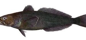 CHILEAN SEA BASS