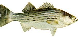 STRIPED BASS