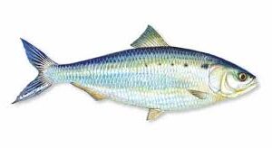 AMERICAN SHAD