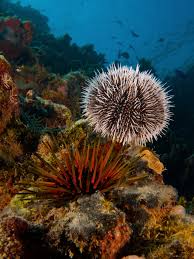 SEA URCHIN