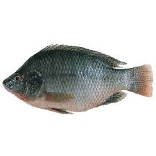 BLACK TILAPIA FISH