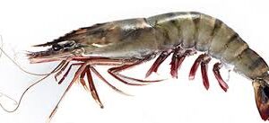 Giant tiger prawn