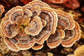 CORIOLUS VERSICOLOR EXTRACT