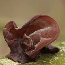 AURICULARIA AURICULA EXTRACT