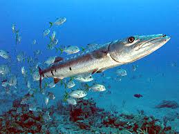 BARRACUDA