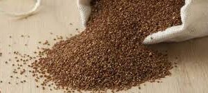 TEFF GRAINS