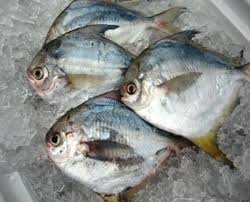 FROZEN WHOLE BUTTERFISH