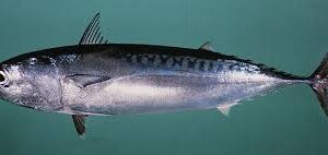 Bullet tuna