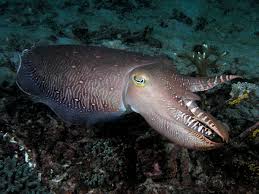 Cuttlefishes