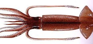 Illex argentinus