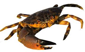 STONE CRABS