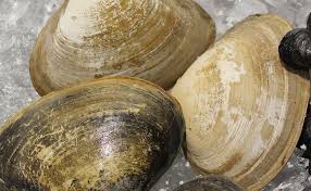 SURF CLAM