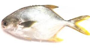 Golden Pomfret