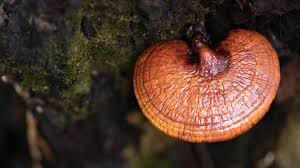 Ganoderma lucidum