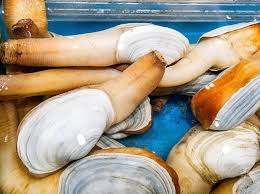Geoduck clam