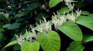 Giant Knotweed Extract