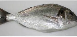 GILTHEAD SEA FISH