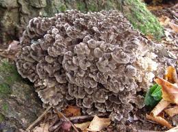 Grifola frondosa