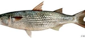 FROZEN GREY MULLET FISH